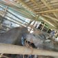 PHÁT TRIỂN MÔ HÌNH CHĂN NUÔI TRÂU CÁI SINH SẢN